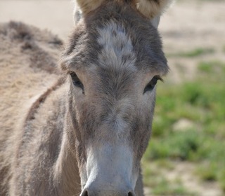 Burro